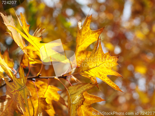 Image of Red oak leaves