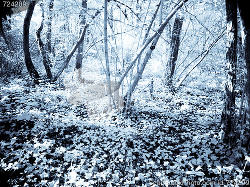 Image of Infrared forest