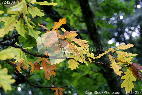 Image of Oak Tree Leaves
