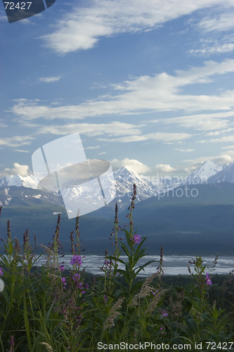 Image of Fireweed