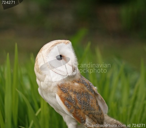 Image of Barn Owl close-up