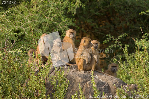 Image of Baboon family group