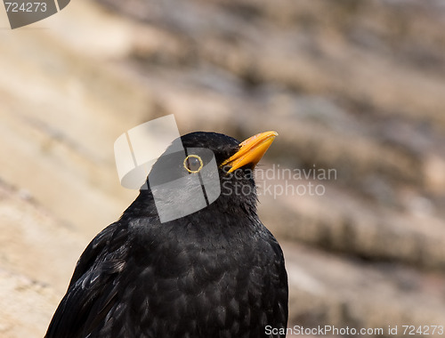 Image of Blackbird close-up