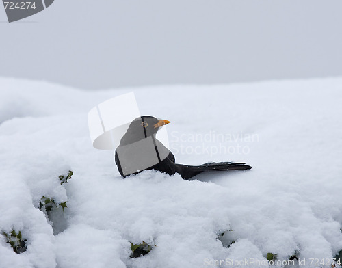 Image of Blackbird in snow on hedge