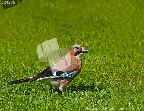 Image of Eurasian Jay