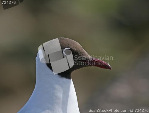Image of Black-headed Gull close-up