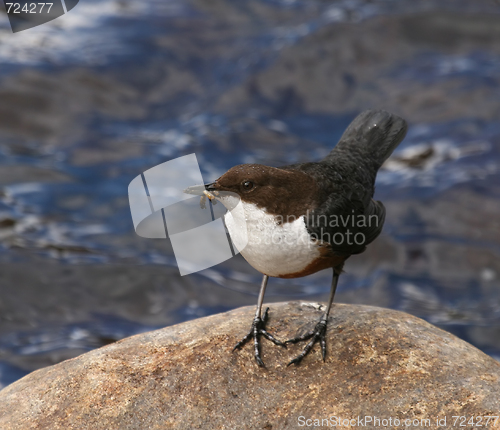 Image of Dipper on rock in river