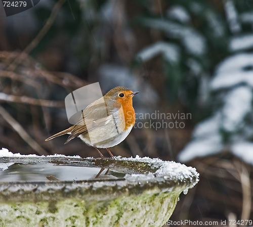 Image of Robin in the snow