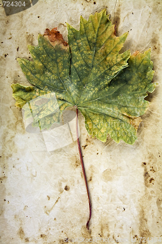 Image of Vine Leaf on Old Paper