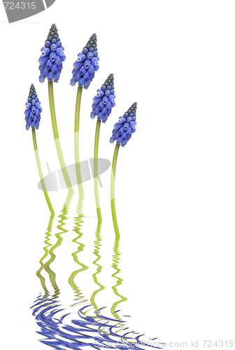 Image of  Grape Hyacinth Flower Abstract