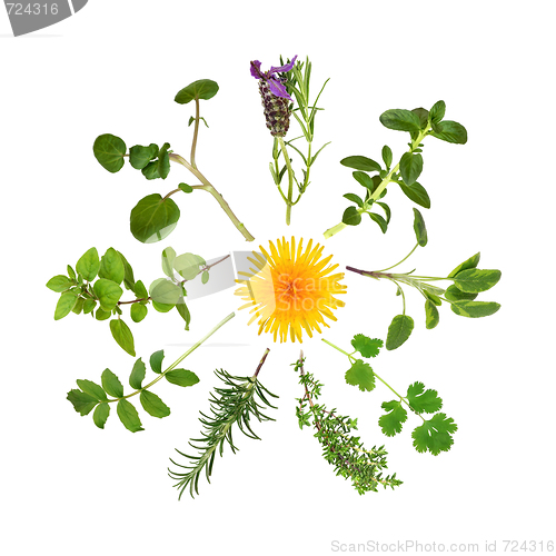 Image of Herb and Wild Flower Abstract