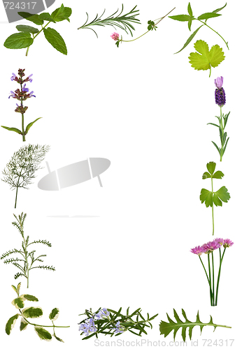 Image of Herb Flower and Leaf Border