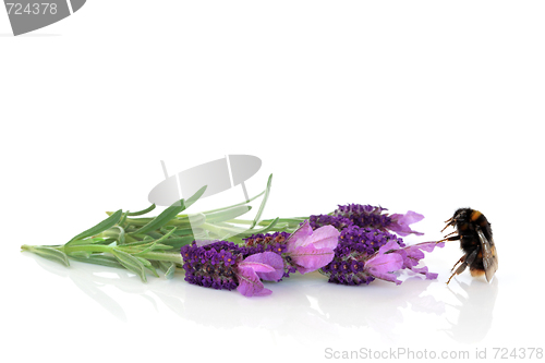 Image of Bumblebee and Lavender Flowers