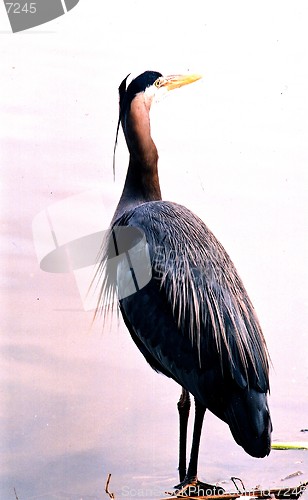 Image of Heron