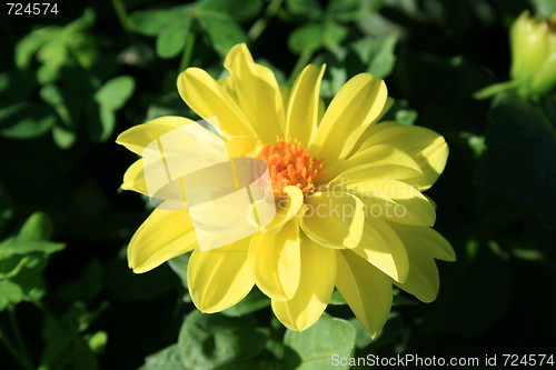 Image of Yellow Dahlia Flower