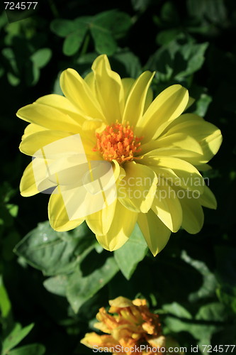 Image of Yellow Dahlia Flower