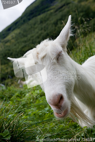 Image of funny goat