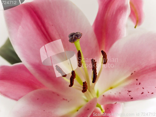 Image of pink lily