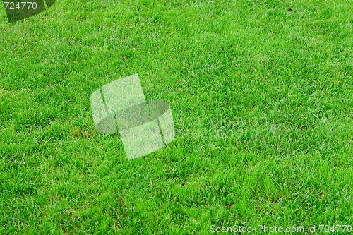 Image of Close up image of fresh spring green grass
