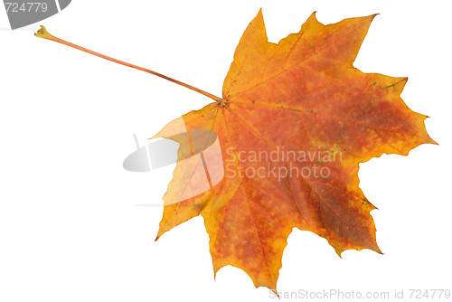 Image of Leaf