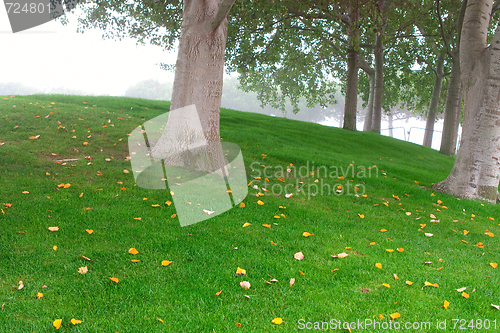 Image of green grass and tree in the background