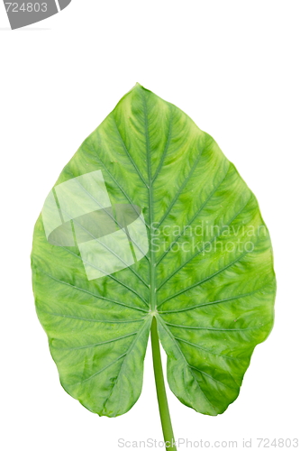 Image of green leaf isolated on white