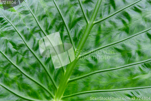 Image of green leaf close up