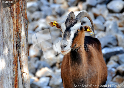 Image of Wild goat (Kri-Kri)