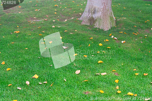 Image of green grass and tree in the background