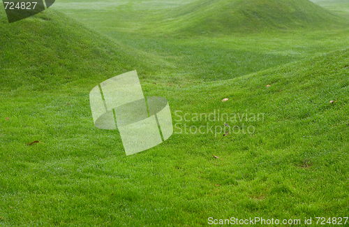 Image of Close up image of fresh spring green grass