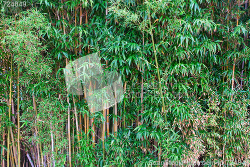 Image of Bamboo forest in a park 