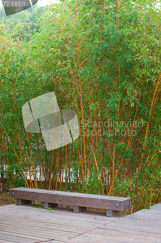 Image of Bamboo forest in a park 