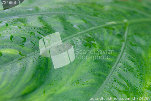 Image of green leaf close up