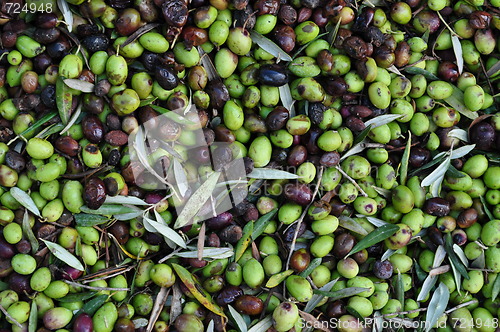 Image of olive harvesting
