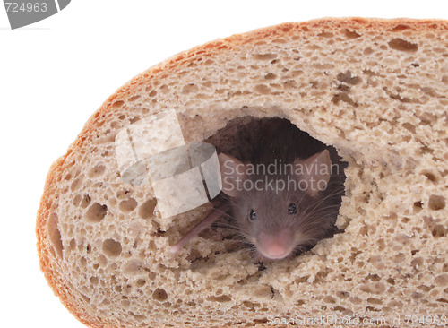 Image of mouse and the bread