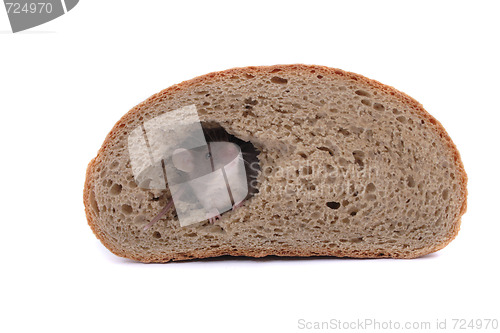 Image of mouse and the bread