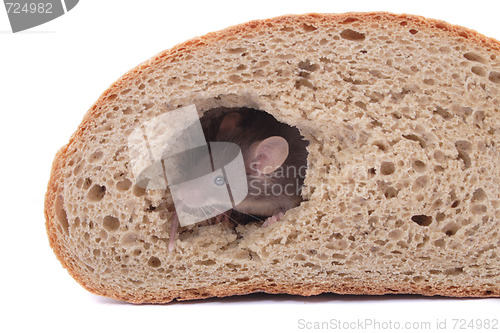 Image of mouse and the bread