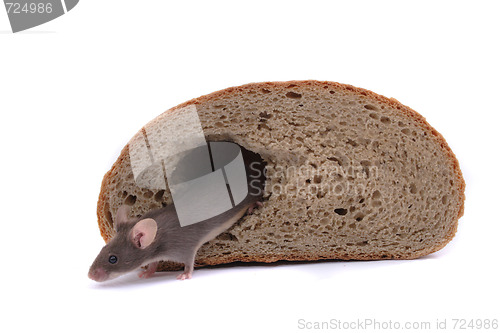 Image of mouse and the bread