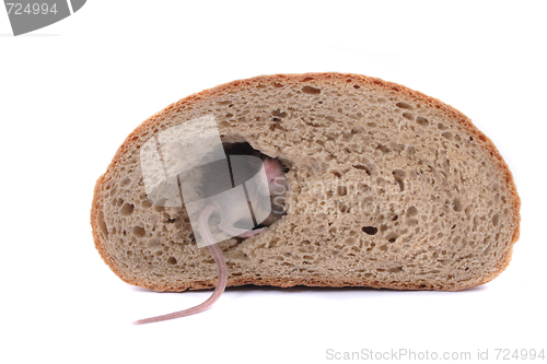 Image of mouse and the bread