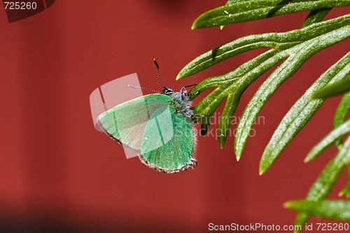 Image of Green butterfly