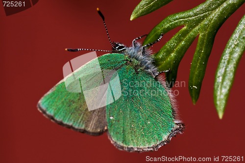 Image of Green butterfly