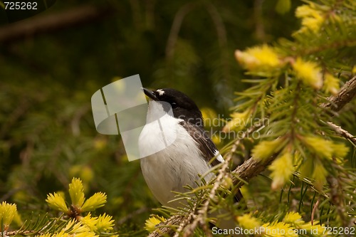 Image of Pied flycatcher