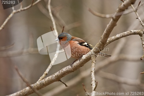 Image of Chaffinch