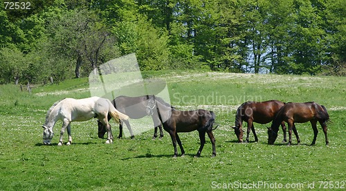 Image of grazing horses