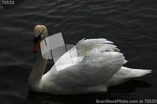 Image of swan