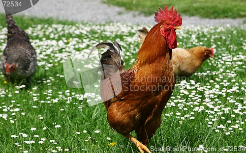Image of rooster
