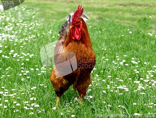 Image of rooster