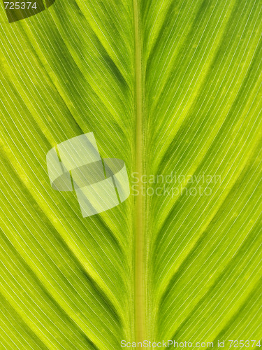 Image of Green leaf