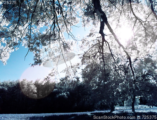 Image of Infrared tree