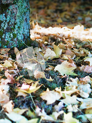 Image of Fall tree